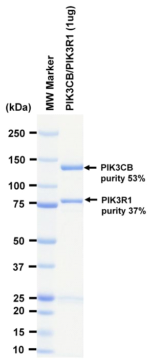 The purity was assessed by SDS-PAGE/CBB staining.